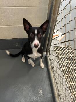 Max -  Border Collie Dog for Adoption in Johnson City, Tennessee - Max | PetCurious