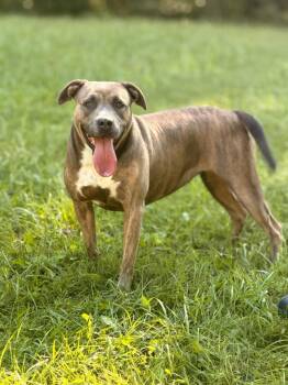 Brookie- Transport -  American Staffordshire Terrier and Mixed Breed Dog for Adoption in Gradyville, Kentucky - Brookie- Transport | PetCurious