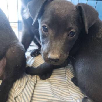 Labrador Retriever Dogs Available for Adoption in Kingman, Arizona - Rey | PetCurious