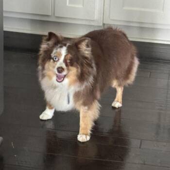 Australian Shepherd Dogs Available for Adoption in Lenexa, Kansas - Evie | PetCurious