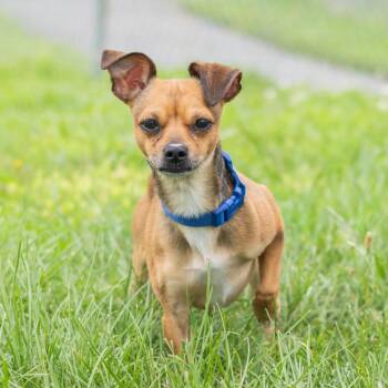 Diesel -  Chihuahua and Mixed Breed Dog for Adoption in Wilmington, Delaware - Diesel | PetCurious