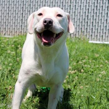 Irish -  Labrador Retriever and Pit Bull Terrier Dog for Adoption in Marshall, Virginia - Irish | PetCurious