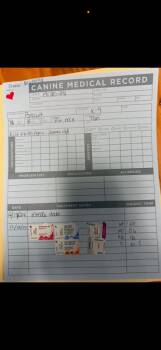 Rescue American Staffordshire Terrier Dogs for Adoption in Union Springs, Alabama - Biscuit | PetCurious