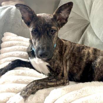 Rescue Shepherd Dogs for Adoption in Longview, Texas - Piper | PetCurious