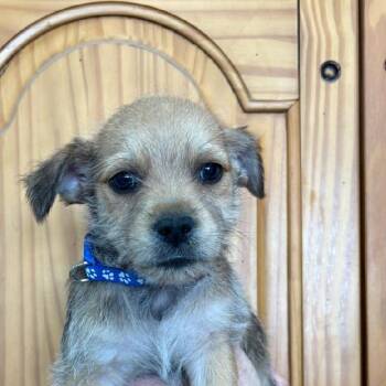 Chihuahua and Terrier Dogs Available for Adoption - Oscar | PetCurious