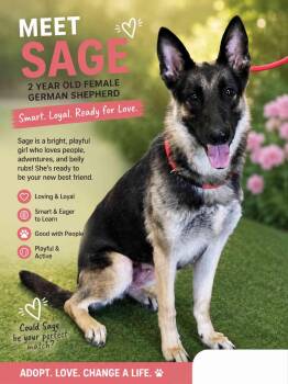 Sage -  German Shepherd Dog Dog for Adoption in York, Nebraska - Sage | PetCurious