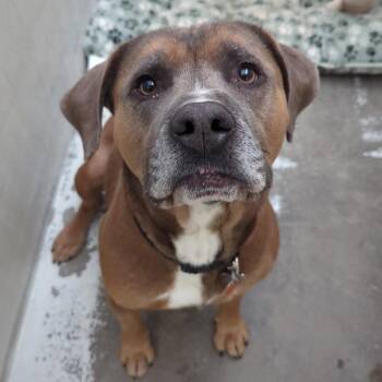 Chevy -  Cane Corso and Pit Bull Terrier Dog for Adoption in Evansville, Indiana - Chevy | PetCurious