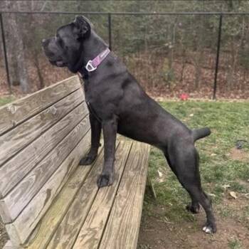 Cane Corso Dogs Available for Adoption in Manchester, Pennsylvania - Lagatha | PetCurious