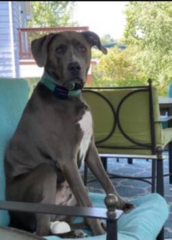 Terrier Dogs Available for Adoption in Waldorf, Maryland - Arlo | PetCurious