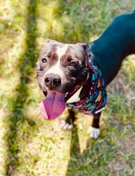 Rescue Pit Bull Terrier Dogs for Adoption in Houston, Texas - Pepper | PetCurious