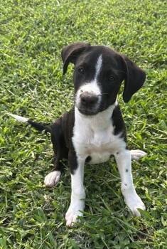 Ben -  Border Collie Dog for Adoption in Deltona, Florida - Ben | PetCurious