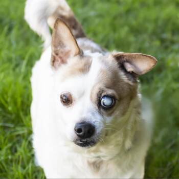 Rudy -  Chihuahua and Mixed Breed Dog for Adoption in Middletown, Rhode Island - Rudy | PetCurious