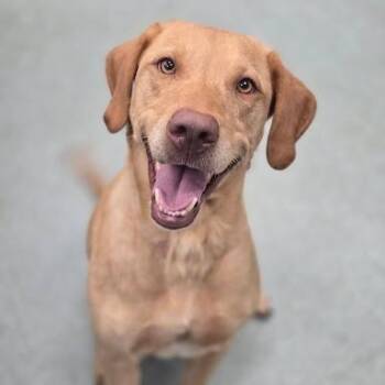 Honey -  Labrador Retriever Dog for Adoption in Bethel, Connecticut - Honey | PetCurious