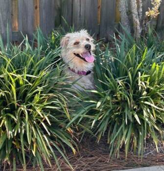 Diamond -  Cairn Terrier and Mixed Breed Dog for Adoption in Morton Grove, Illinois - Diamond | PetCurious