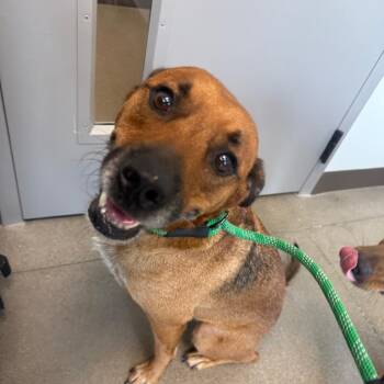 Sheldon -  Mixed Breed Dog for Adoption in Sand Springs, Oklahoma - Sheldon | PetCurious