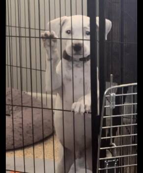 Mixed Breed Dogs Available for Adoption in Orlando, Florida - Perry | PetCurious