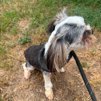 Mater -  Shih Tzu Dog for Adoption in Houston, Texas - Mater | PetCurious