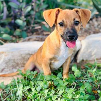 Gremblin 26-07-137 -  Chihuahua and Mixed Breed Dog for Adoption in Bastrop, Texas - Gremblin 26-07-137 | PetCurious