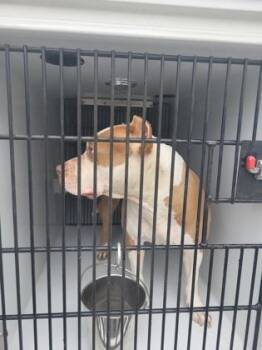 Zuley -  Pit Bull Terrier and Mixed Breed Dog for Adoption in Atlanta, Georgia - Zuley | PetCurious