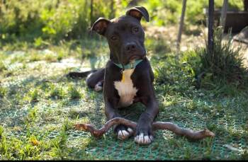 Artemis -  Pit Bull Terrier Dog for Adoption in Mooresville, North Carolina - Artemis | PetCurious