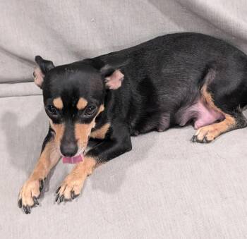 Dolly -  Chihuahua Dog for Adoption in Albuquerque, New Mexico - Dolly | PetCurious