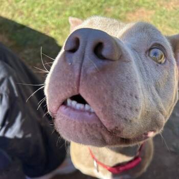 Draco -  American Staffordshire Terrier Dog for Adoption in Lynchburg, Virginia - Draco | PetCurious