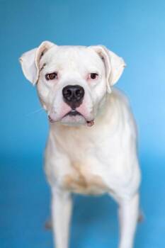 SNOWMAN -  Mixed Breed Dog for Adoption in Pegram, Tennessee - SNOWMAN | PetCurious