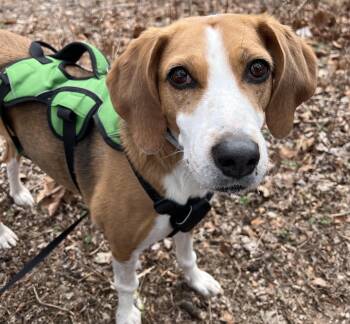 Reta-Courtesty Post -  American Foxhound Dog for Adoption in Frederick, Maryland - Reta-Courtesty Post | PetCurious