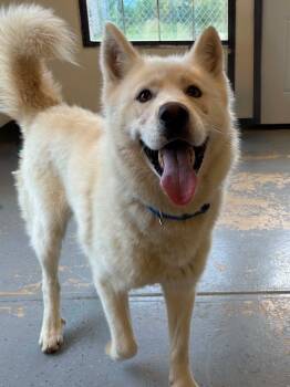 Baddabing -  Siberian Husky Dog for Adoption in Martinsville, Indiana - Baddabing | PetCurious