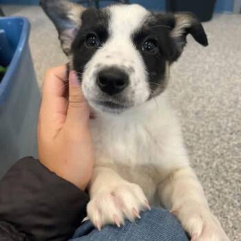 Nixie -  Border Collie Dog for Adoption in Prineville, Oregon - Nixie | PetCurious