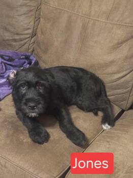 Jones -  Schnauzer Dog for Adoption in Fort Worth, Texas - Jones | PetCurious