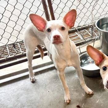 Chihuahua and Mixed Breed Dogs Available for Adoption in Morton Grove, Illinois - Emilia | PetCurious