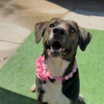 Rescue Plott Hound Dogs for Adoption in Houston, Texas - Bambi | PetCurious