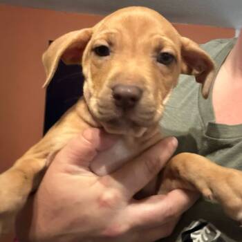 Rescue Mixed Breed Dogs for Adoption in Inwood, West Virginia - Vanilla | PetCurious