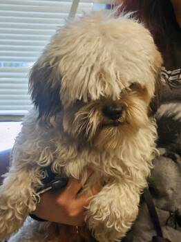 Shih Tzu Dogs Available for Adoption in Homewood, Illinois - Addie | PetCurious