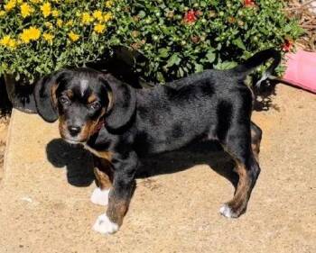 Bonnie -  Beagle Dog for Adoption in Scottsburg, Indiana - Bonnie | PetCurious
