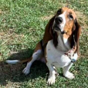 Basset Hound Dogs Available for Adoption in Hamilton, New Jersey - LADY | PetCurious