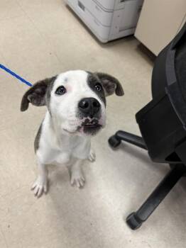 Pit Bull Terrier and Mixed Breed Dogs Available for Adoption in Killeen, Texas - MEATBALL | PetCurious