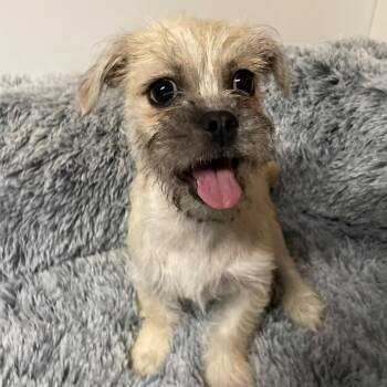 TUGZY -  Terrier and Pug Dog for Adoption in Graham, Washington - TUGZY | PetCurious