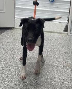 Bentley -  Terrier Dog for Adoption in Aurora, Illinois - Bentley | PetCurious