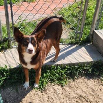 Mocha -  Australian Kelpie and Corgi Dog for Adoption in New Rochelle, New York - Mocha | PetCurious