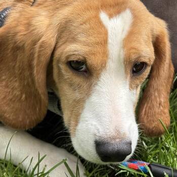 Beagle Dogs Available for Adoption in Madison, Wisconsin - Hank | PetCurious