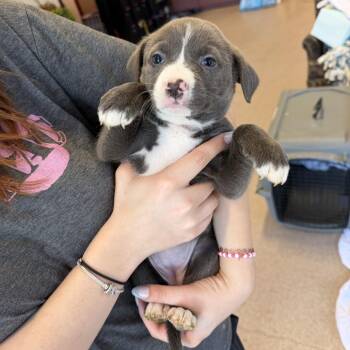 Peppermint Taffy -  Mixed Breed Dog for Adoption in New York, New York - Peppermint Taffy | PetCurious