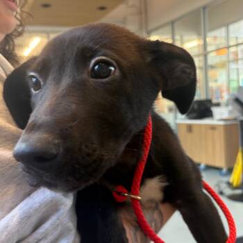 Markie -  Cattle Dog and Mixed Breed Dog for Adoption in Chicago, Illinois - Markie | PetCurious