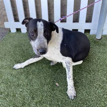 Rescue Australian Cattle Dog Blue Heeler and Pit Bull Terrier Dogs for Adoption in Modesto, California - DOTTIE | PetCurious