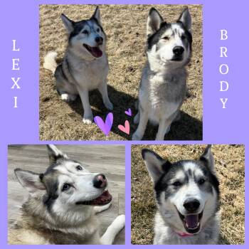 Siberian Husky Dogs Available for Adoption - Lexi & Brody | PetCurious