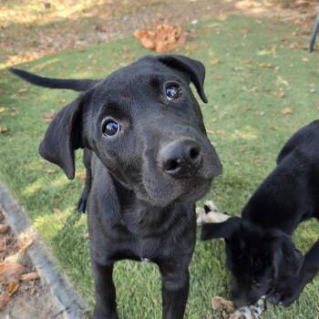 Shyla Success -  Australian Cattle Dog Blue Heeler and Black Labrador Retriever Dog for Adoption in Andover, Massachusetts - Shyla Success | PetCurious