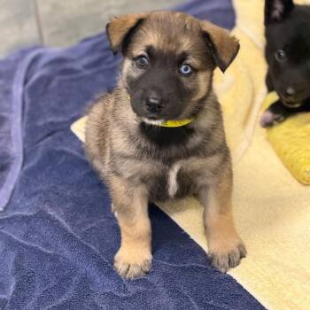 PRINGLE -  Shepherd Dog for Adoption in West Palm Beach, Florida - PRINGLE | PetCurious