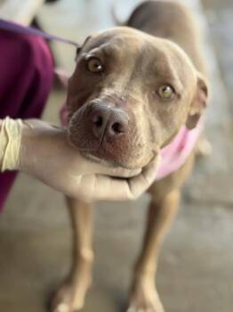 Willow -  Mixed Breed Dog for Adoption in Randleman, North Carolina - Willow | PetCurious