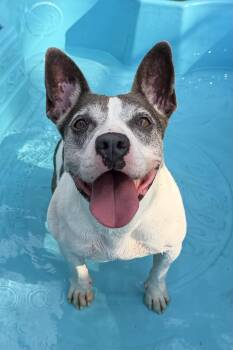 Stormy -  Pit Bull Terrier Dog for Adoption in Plant City, Florida - Stormy | PetCurious